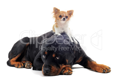 rottweiler and puppy chihuahua