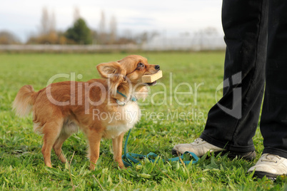 chihuahua and stick