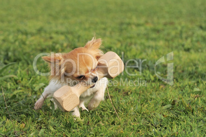 puppy chihuahua and stick