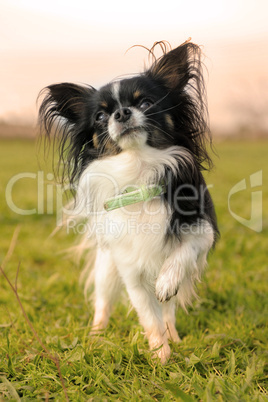 black and white chihuahua