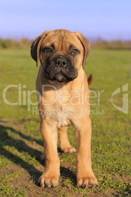 puppy Bull Mastiff