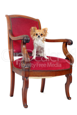 antique chair and chihuahua