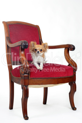 antique chair and chihuahua