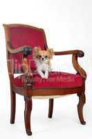 antique chair and chihuahua