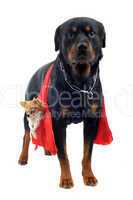 rottweiler holding a chihuahua