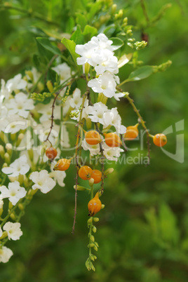 skyflowers, Duranta erecta