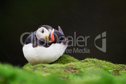 Puffin resting in the rain on Skomer Island, Wales
