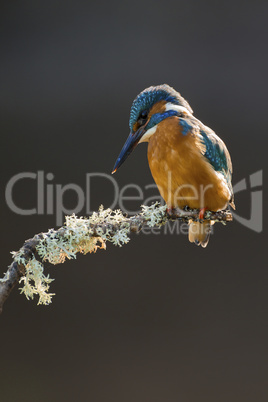 Common Kingfisher perched on a branch