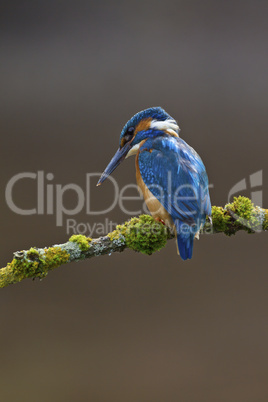 Common Kingfisher perched on a branch