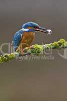 Common Kingfisher perched on a branch with fish