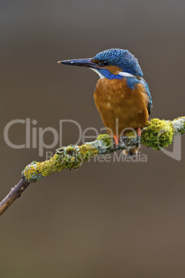 Common Kingfisher perched on a branch