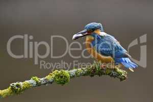 Common Kingfisher perched on a branch with fish