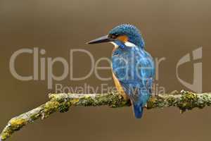 Common Kingfisher perched on a branch