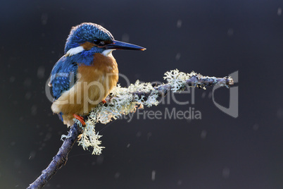 Common Kingfisher perched on a branch