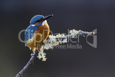 Common Kingfisher perched on a branch