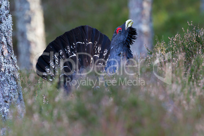 Capercaillie adult male displaying