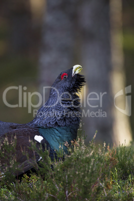 Capercaillie adult male displaying