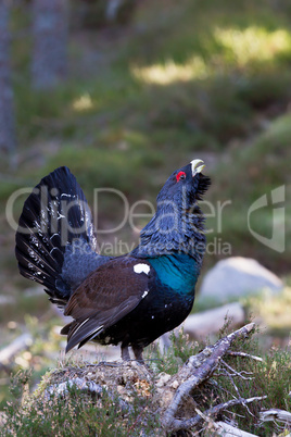 Capercaillie adult male displaying