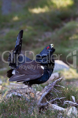 Capercaillie adult male displaying