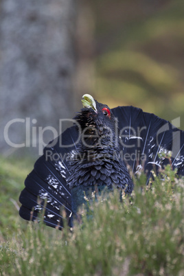 Capercaillie adult male displaying