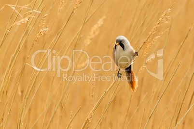 Bearded Reedling or Bearded Tit perched on reed stem