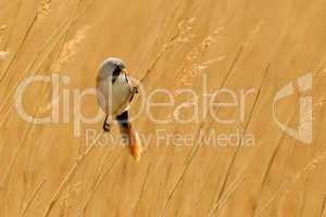 Bearded Reedling or Bearded Tit perched on reed stem