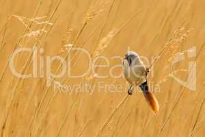 Bearded Reedling or Bearded Tit perched on reed stem