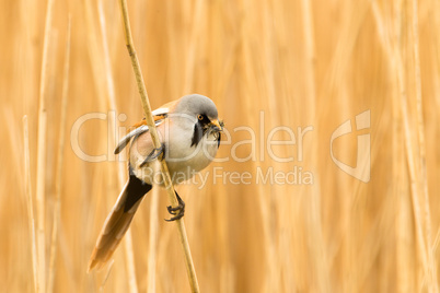 Bearded Reedling or Bearded Tit perched on reed stem