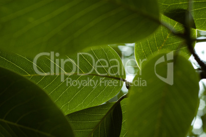 Bright green broad leaves