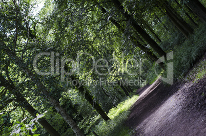 Majestic English Woodland in Summer