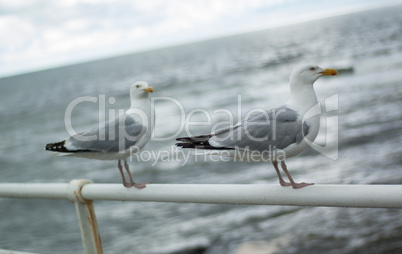 Two seagulls on promenade railing