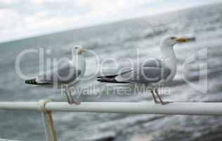 Two seagulls on promenade railing