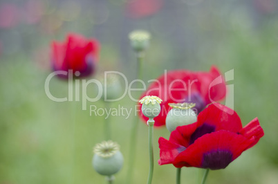 Red Poppy Field