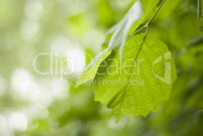 Hazel - Corylus leaves