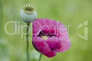 Pink Poppy Flower and Seed Head