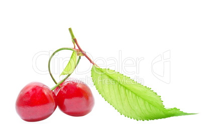 Ripe cherries with green leaves isolated on white background