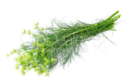 Branch of fresh dill isolated on a white background