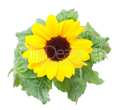 Sunflowers on a white background.