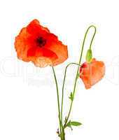 Poppy flowers on a white background