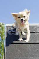 jumping chihuahua