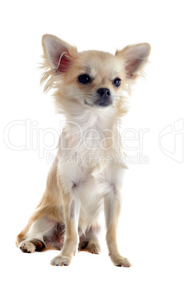 puppy chihuahua puppy chihuahua
