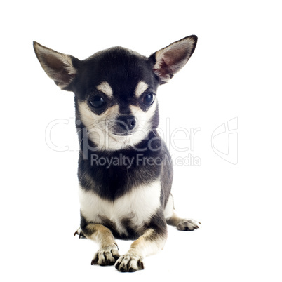 puppy chihuahua