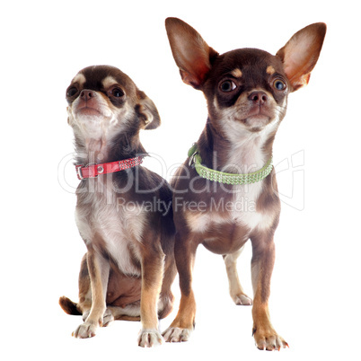 chihuahuas