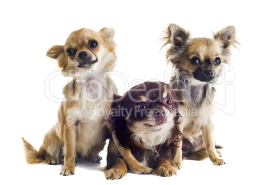 three chihuahuas