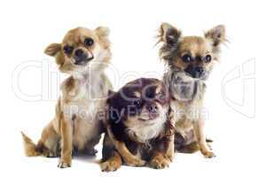 three chihuahuas