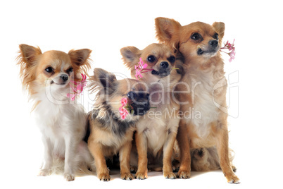 four chihuahuas and flowers