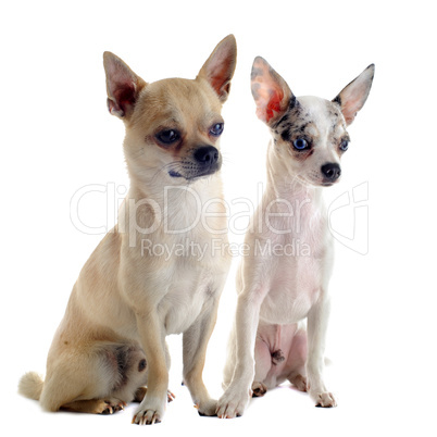 chihuahuas