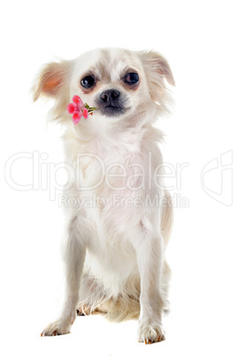 chihuahua and flower