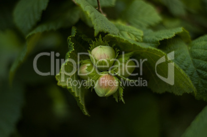 Cob Nuts on a Hazel Tree in Summer