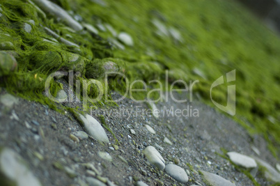 seaweed covered mooring chain